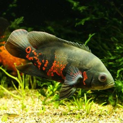 Rotgetigerter Oscar - Astronotus Ocellatus Red Tiger
