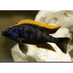 Otopharynx Lithobates Black Orange - Otopharynx Lithobates Black Orange