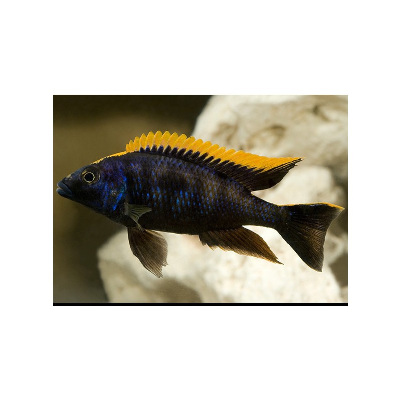 Otopharinge Lithobates Nero Arancione - Otopharynx Lithobates Black Orange