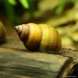 Sumpfdeckelschnecke - Viviparus Viviparus