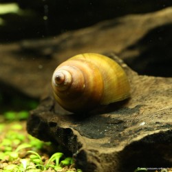 Sumpfdeckelschnecke - Viviparus Viviparus
