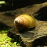 Sumpfdeckelschnecke - Viviparus Viviparus