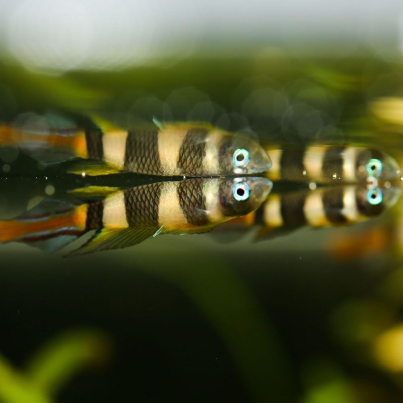 Ringelhechtling - Pseudepiplatys Annulatus