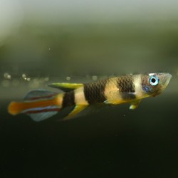 Ringelhechtling - Pseudepiplatys Annulatus