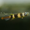 Ringelhechtling - Pseudepiplatys Annulatus