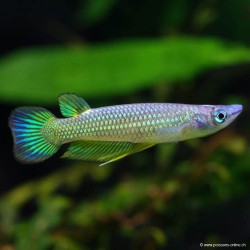 Goldener Streifenhechtling - Aplocheilus Lineatus Gold