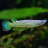 Goldener Streifenhechtling - Aplocheilus Lineatus Gold