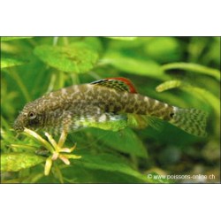 Papillon Colle Roche - Pseudogastromyzon Myersi