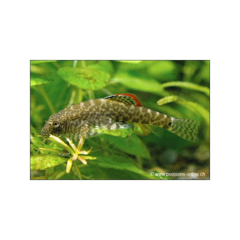 Punktierter Schmetterlings-Flossensauger - Pseudogastromyzon Myersi