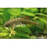 Papillon Colle Roche - Pseudogastromyzon Myersi