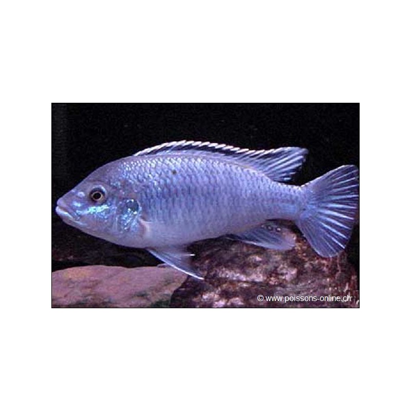 Perle Von Likoma - Melanochromis Joanjohnsonae