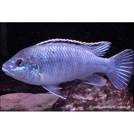 Perle Von Likoma - Melanochromis Joanjohnsonae