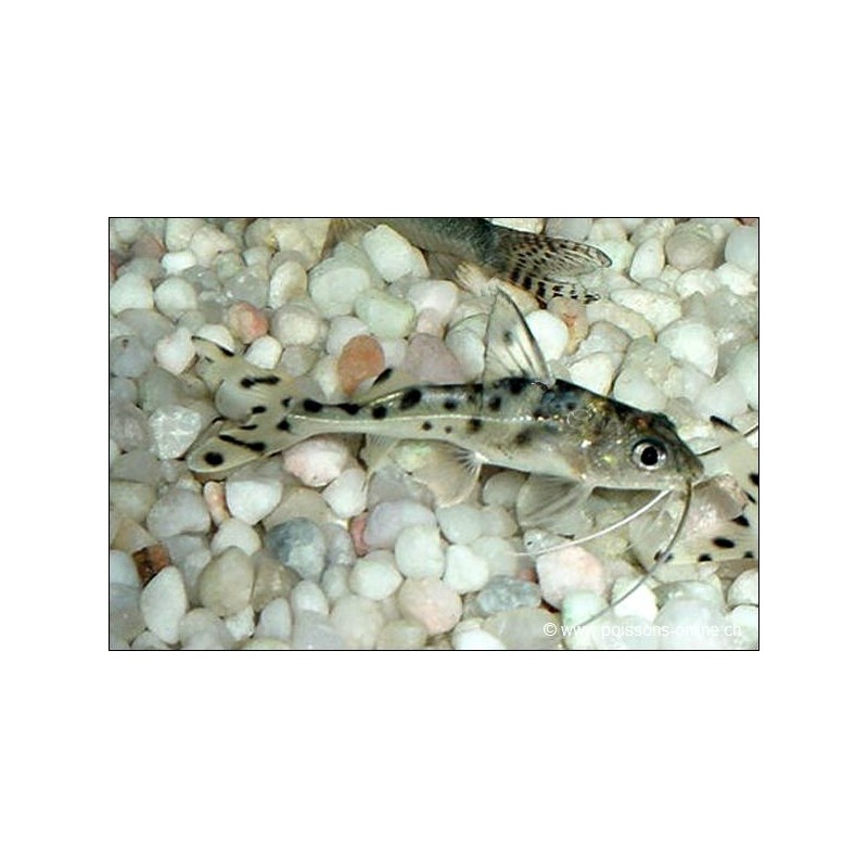 Engelantennenwels - Pimelodus Pictus