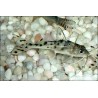 Engelantennenwels - Pimelodus Pictus