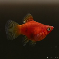 Platy Corail Rouge - Xiphophorus Maculatus