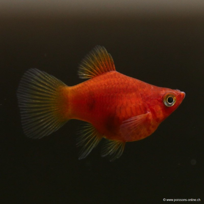 Platy Red Coral - Xiphophorus Maculatus