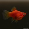 Platy Red Coral - Xiphophorus Maculatus