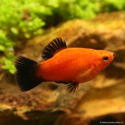 Platy Red Coral Wagtail - Xiphophorus Maculatus