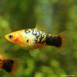 Platy Golden Calico - Xiphophorus Maculatus