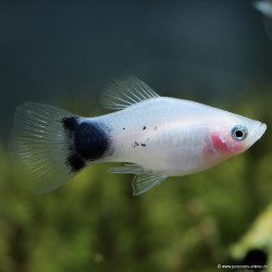 Platy Milk Mickey Mouse - Xiphophorus Maculatus