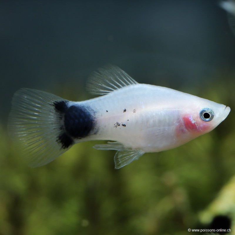 Platy Milk Mickey Mouse - Xiphophorus Maculatus