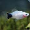 Platy Milk Mickey Mouse - Xiphophorus Maculatus