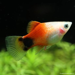 Platy Red Top Mickey Mouse - Xiphophorus Maculatus