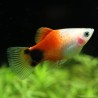 Platy Red Top Mickey Mouse - Xiphophorus Maculatus