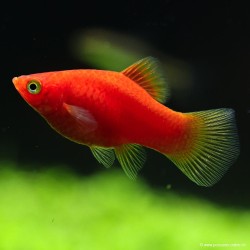 Platy Rouge - Xiphophorus Maculatus