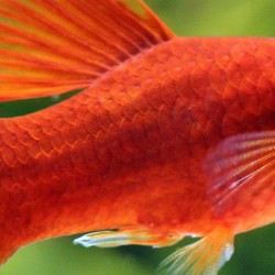 Platy Red Hi-Fin - Xiphophorus Maculatus