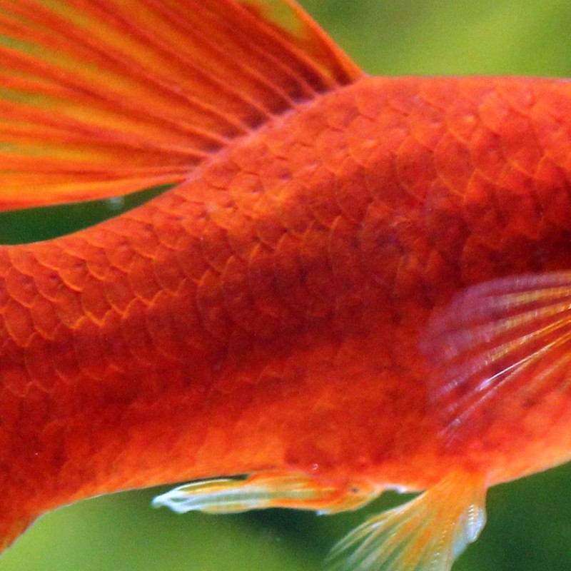 Platy Red Hi-Fin - Xiphophorus Maculatus