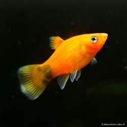 Platy Rouge Mickey Mouse - Xiphophorus Maculatus