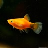 Platy Rouge Mickey Mouse - Xiphophorus Maculatus