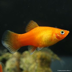 Platy Sunset - Xiphophorus Maculatus