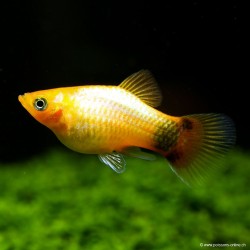 Pliasty Sunset Topolino Mouse - Xiphophorus Maculatus
