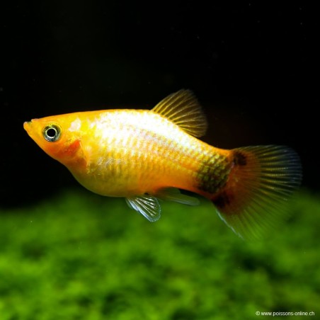 Pliasty Sunset Topolino Mouse - Xiphophorus Maculatus