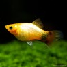 Platy Sunset Mickey Mouse - Xiphophorus Maculatus