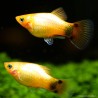 Platy Sunset Mickey Mouse - Xiphophorus Maculatus