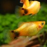 Platy Sunset Mickey Mouse - Xiphophorus Maculatus