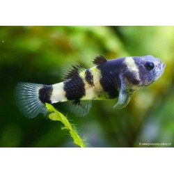 Goldringelgrundel - Brachygobius Doriae