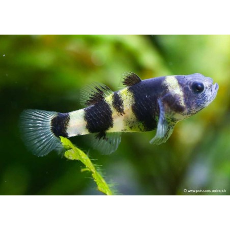 Goldringelgrundel - Brachygobius Doriae