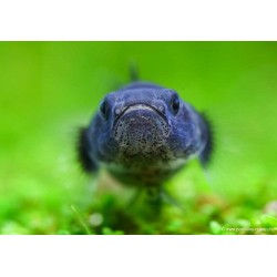 Goldringelgrundel - Brachygobius Doriae