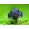 Goldringelgrundel - Brachygobius Doriae