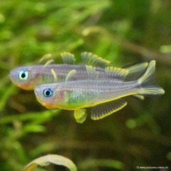 Gabelschwanz Regenbogenfsch - Popondeta Furcata
