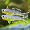 Gabelschwanz Regenbogenfsch - Popondeta Furcata