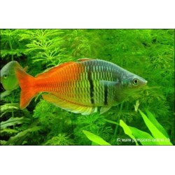 Orangeblauer Regenbogenfisch - Melanotaenia Boesemani