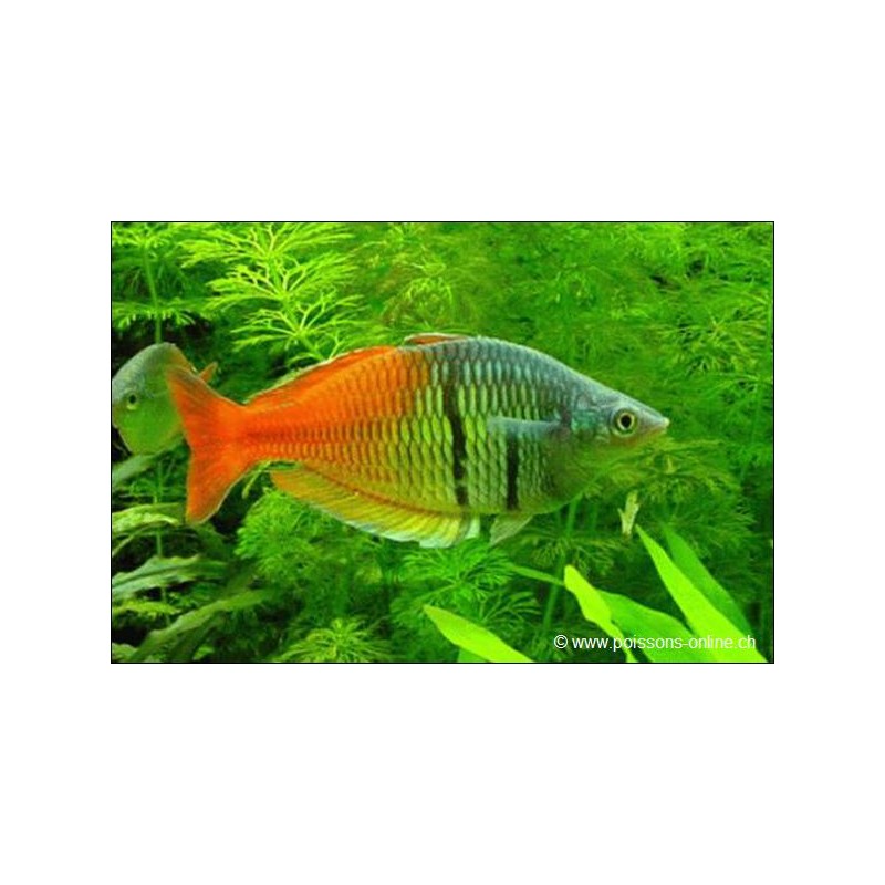 Orangeblauer Regenbogenfisch - Melanotaenia Boesemani