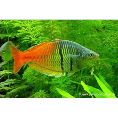 Orangeblauer Regenbogenfisch - Melanotaenia Boesemani