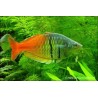 Orangeblauer Regenbogenfisch - Melanotaenia Boesemani