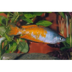 Parkinsons Regenbogenfisch - Melanotaenia Parkinsoni